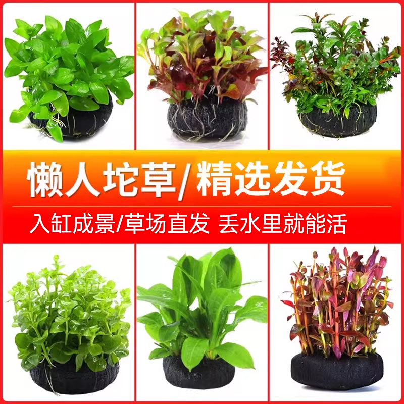 鱼缸水草淡水增氧坨草懒人造景