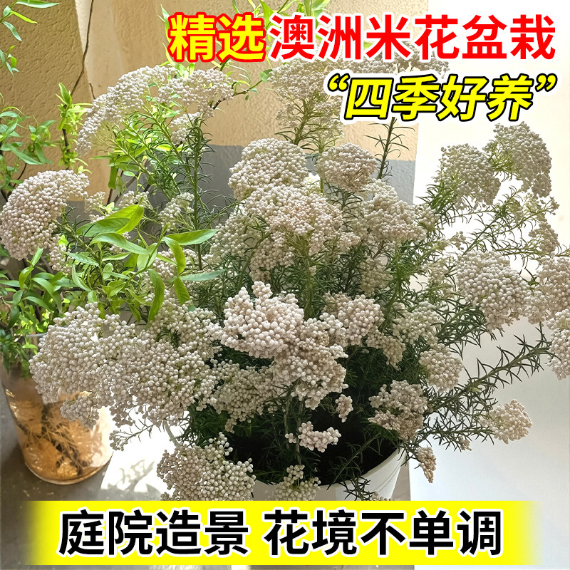 澳洲米花多年生花卉耐寒爆米花别墅庭院好养活盆栽绿化室内外绿植