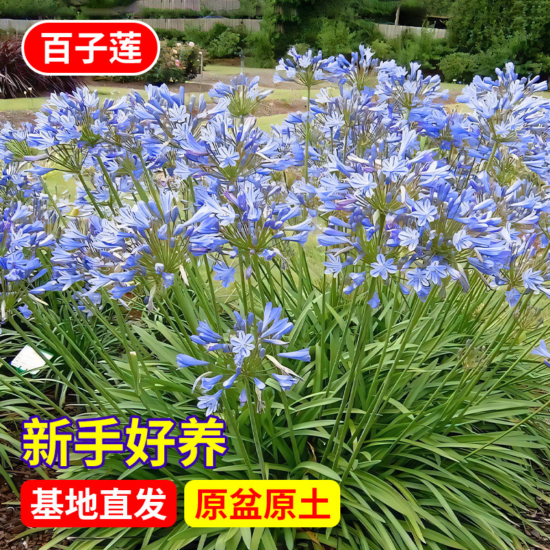 百子莲盆栽苗四季好养耐寒耐热