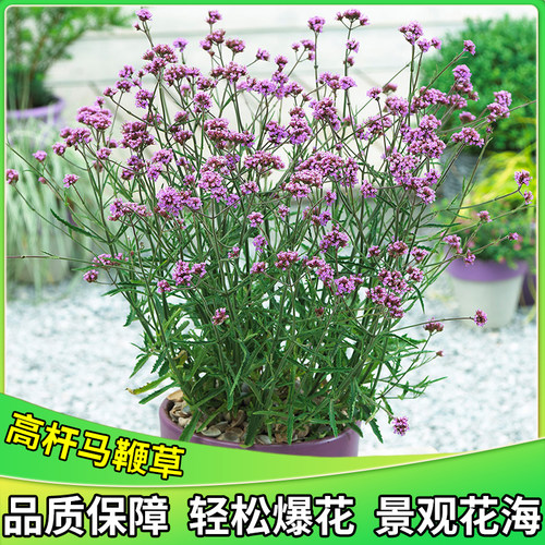 柳叶马鞭草盆栽苗耐寒耐热多年生宿根花卉庭院花园花镜植物好养活