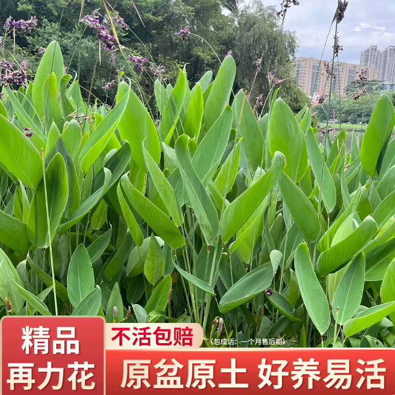 再力花植物水生植物多年生鱼池庭院造景耐寒耐热花苗绿化观赏花卉