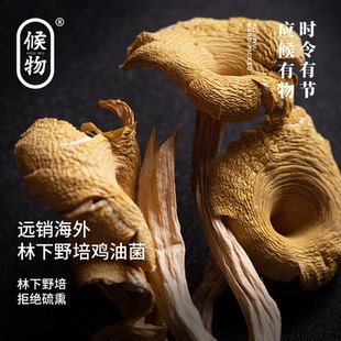 候物 鸡油菌干货50g云南土特产菌菇包蘑菇煲汤材料黄丝菌23年新货