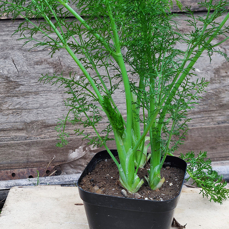 小茴香树苗食用茴香菜盆栽苗带根茬茴香菜新鲜蔬菜耐寒植物