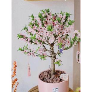 重瓣寿星桃花盆栽碧桃老桩盆景室内外地栽客厅观赏桃花耐寒