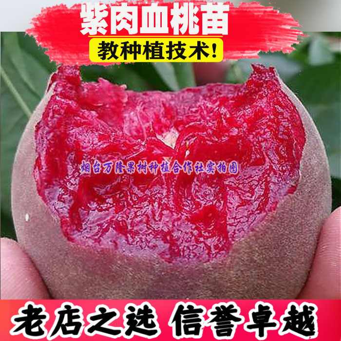 新品种血桃树嫁接苗中华血桃子树成品南北方种植地栽紫肉红肉特大