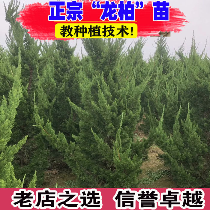 龙柏苗龙柏树苗小龙柏球蜀桧塔柏侧柏蜀块地柏宝塔松树苗四季长青
