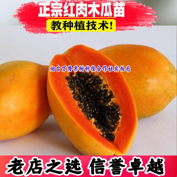 木瓜树苗宣木瓜天香红心红肉南北方种植盆栽地栽果树果苗四季水果