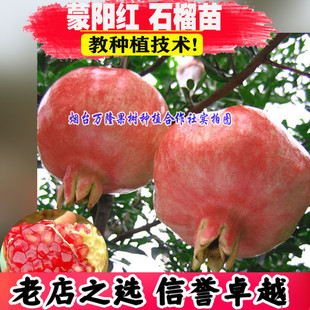 软籽蒙阳红石榴树苗庭院果树南方北方种植盆栽地栽特大水果树耐寒