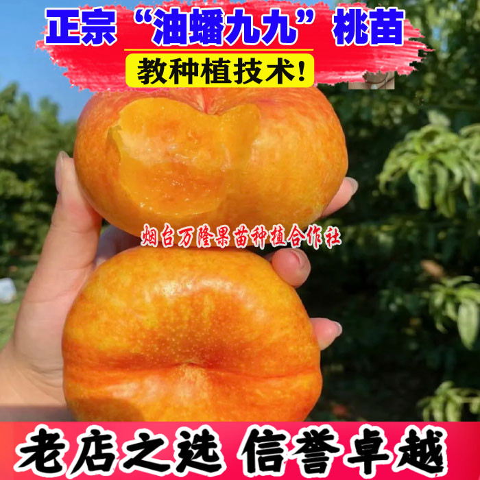黄金蟠桃树苗嫁接地栽桃子树苗