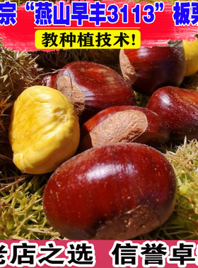 板栗苗树嫁接燕山早丰3113板栗树果苗早熟甜栗子树南北方盆栽地栽
