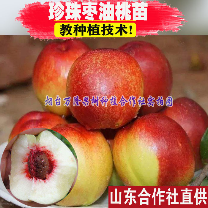 桃树嫁接苗山西珍珠枣油桃树果苗桃子树成品苗果树果苗南北方种植