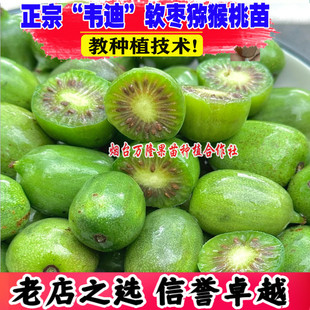 软枣猕猴桃树果苗韦迪软枣子猕猴桃奇异莓果苗南方北方种植盆地栽