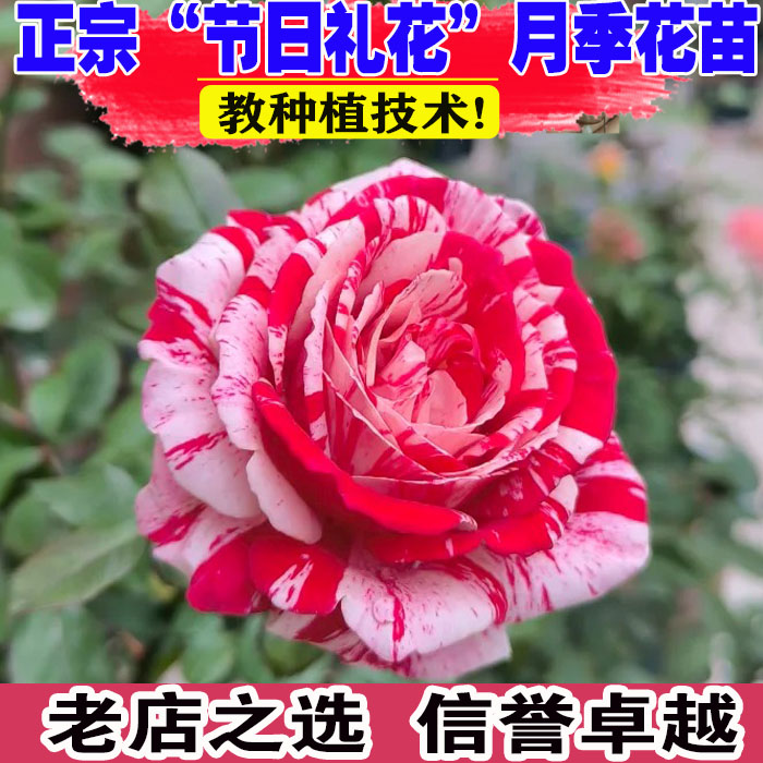 （壮苗）山东基地节日礼花月季苗