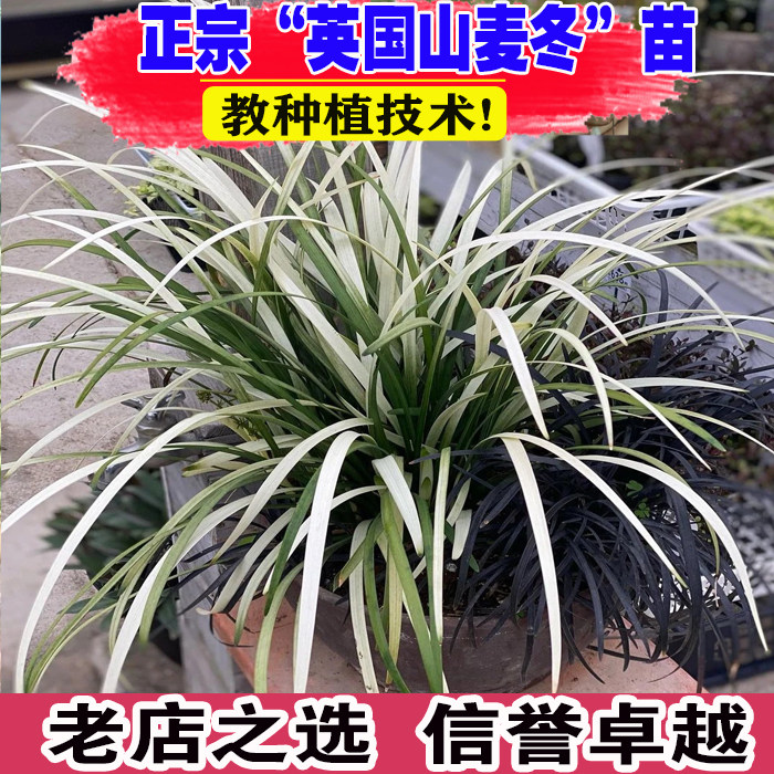 （壮苗）山东基地英国山麦冬苗图片