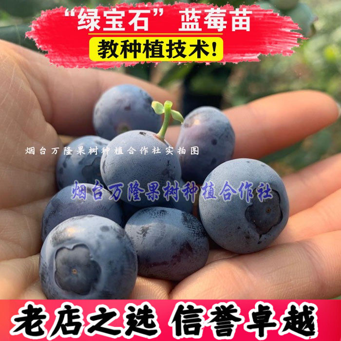 绿宝石蓝莓苗南方北方种植树苗耐寒易成活盆栽地栽果树当年结果