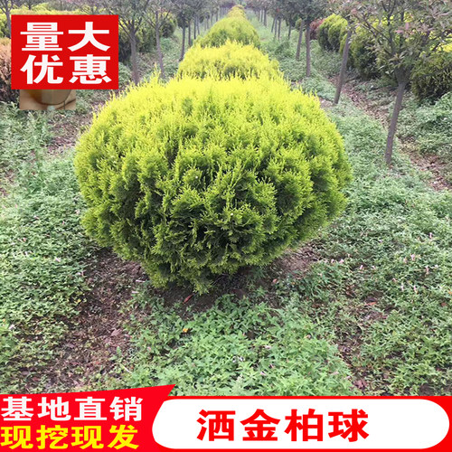 洒金柏球树苗盆栽地栽黄金柏小苗侧柏南北方种植工程路道苗木耐寒
