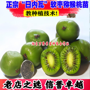 软枣猕猴桃树果苗日内瓦软枣子猕猴桃奇异莓果苗南北方种植盆地栽