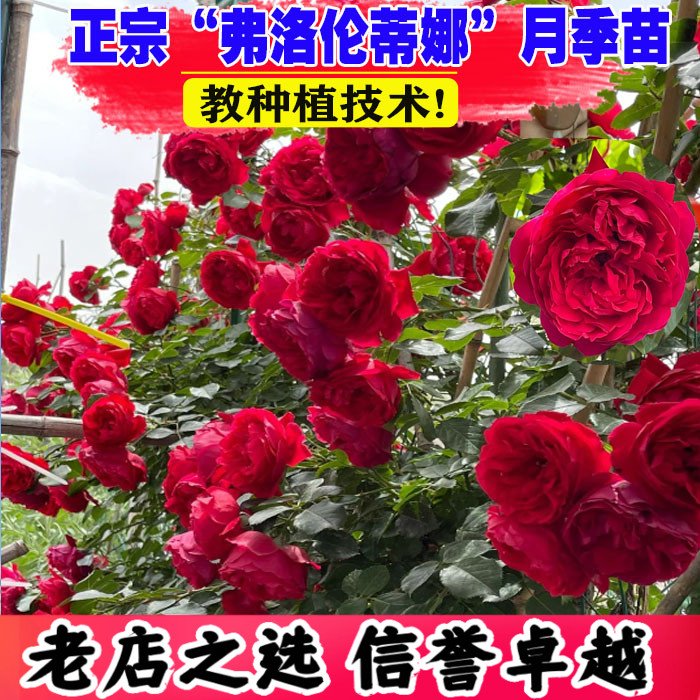 佛罗伦蒂娜藤本月季花大苗四季开