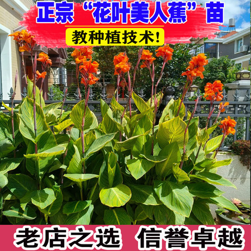 （壮苗）山东花叶美人蕉苗多年生