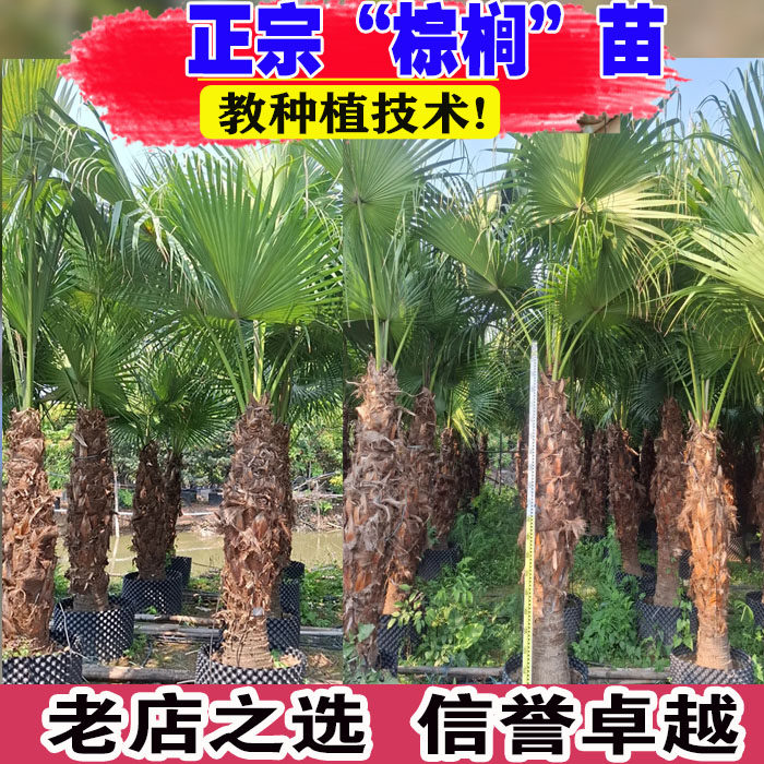 棕榈树苗蒲葵老人葵扇子树绿化耐寒苗木庭院四季常青植物盆栽地栽,鲜花速递/花卉仿真/绿植园艺,大型绿植/成品组合盆栽,淘宝优惠券,粉丝福利购,淘宝优惠卷