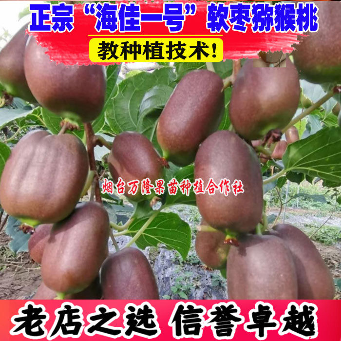 正宗海佳一号软枣猕猴桃树果苗抗寒奇异莓树苗东北圆枣南北方种植