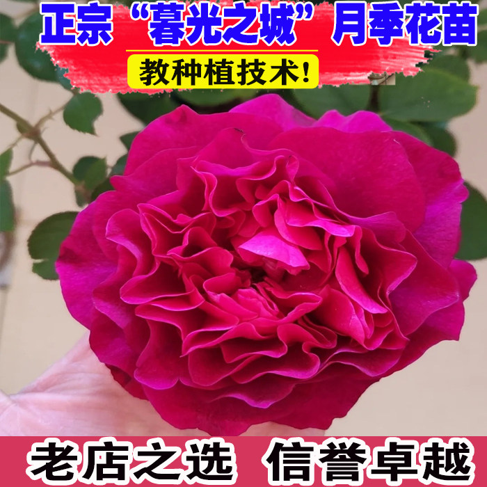 壮苗）山东基地暮光之城玫瑰花苗图片