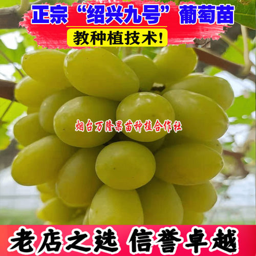 新品种绍兴九号葡萄苗早熟玫瑰味