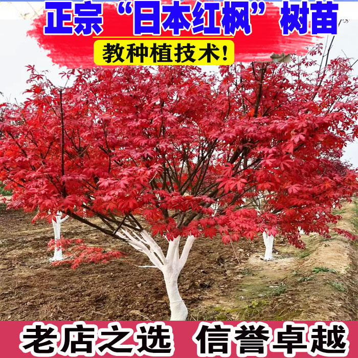 (壮苗）山东基地红日本红枫庭院图片