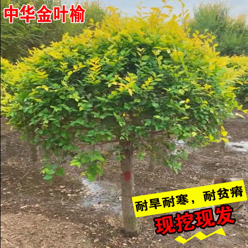 名贵苗木中华金叶榆树苗垂榆黄金榆树苗园林绿化苗木庭院彩叶树种