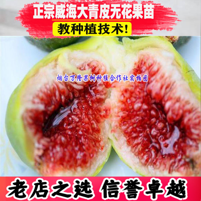 正宗威海大青皮红心甜无花果苗