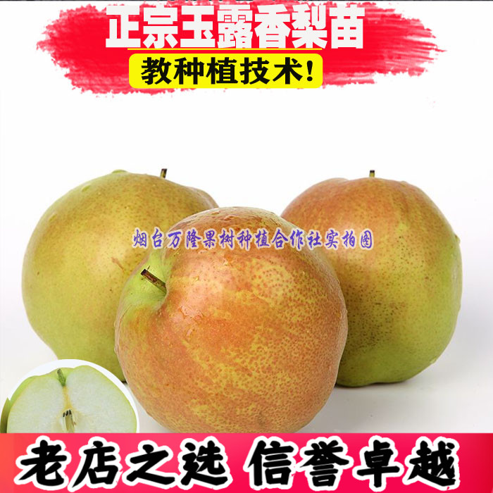 梨树果苗玉露香梨南北方种植耐寒
