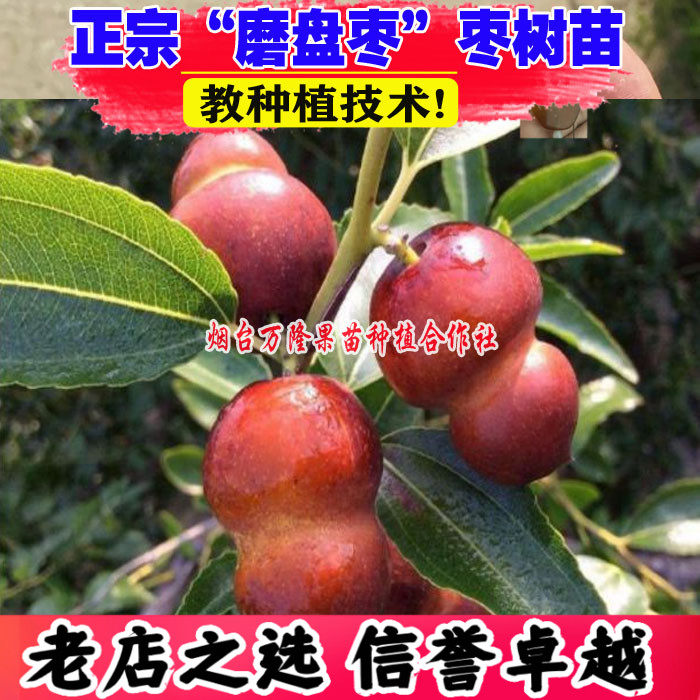 枣树活苗嫁接磨盘枣树苗特大脆甜大红枣南方北方种植盆地栽水果树
