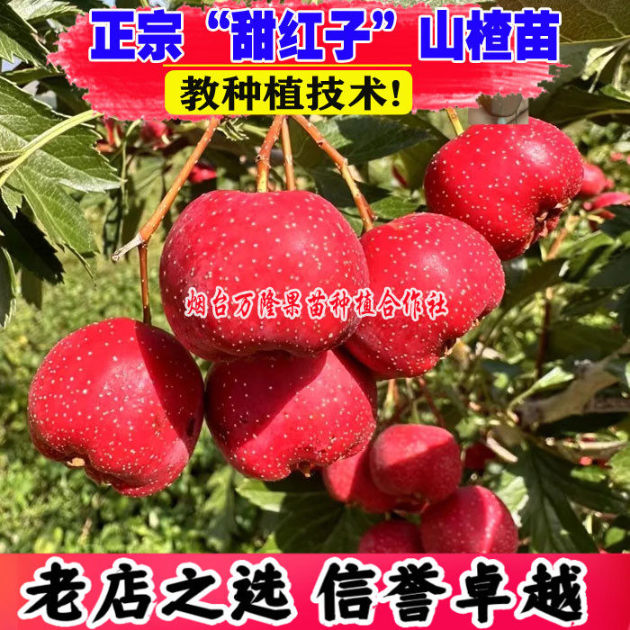 山楂树活苗嫁接甜红子山楂树苗甜口小山楂南方北方种植庭院盆地栽
