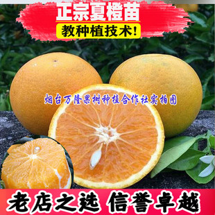 夏橙苗 树苗甜橙橙子树苗嫁接果苗南方北方种植盆栽地栽当年结果