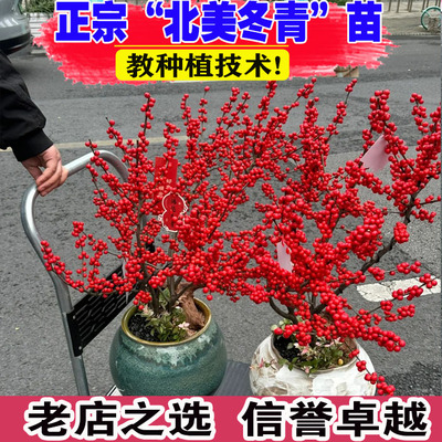 进口北美冬青树苗抗寒耐冻盆栽地栽南北方种植盆景老桩带红果发货