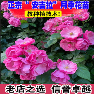 安吉拉藤本月季花大苗盆栽丰花多头阳台庭院爬藤蔷薇花苗多季开花