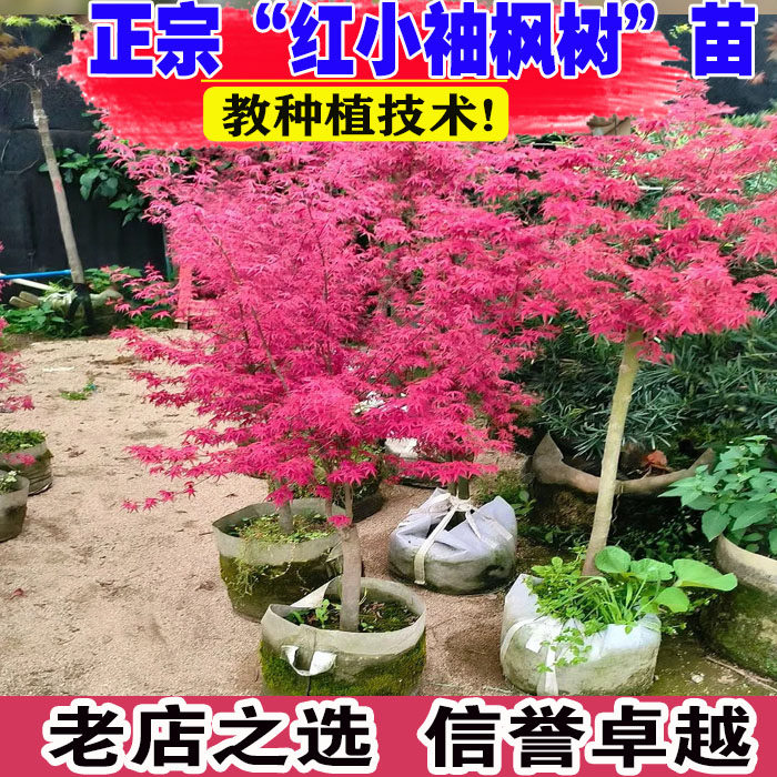 进口品种红小袖玫红色枫树盆栽绿植彩色枫树庭院阳台盆栽好养活