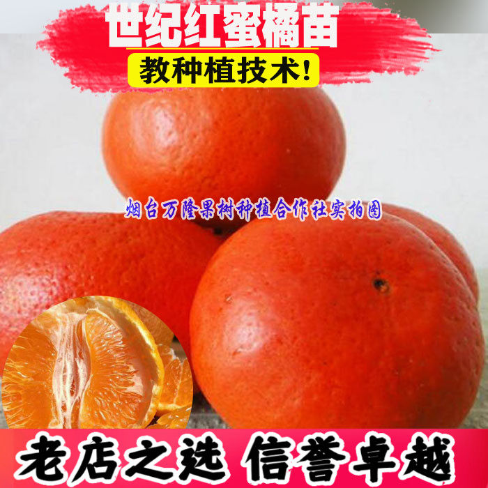 新品种世纪红蜜橘子树苗东方红桔树苗洞庭红桔苗盆栽地栽当年结果