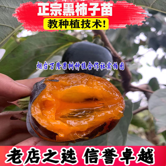 黑柿子苗树嫁接柿子树苗自然脱涩巧克力柿子树南北方种植当年结果