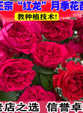 壮苗）山东基地红色龙沙宝石大花