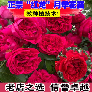 藤本月季花苗红色龙沙宝石特大花浓香四季开庭院蔷薇爬藤植物红龙