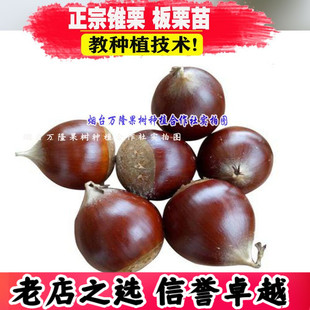 板栗苗树锥栗南方树苗 尖栗子建瓯锥栗小板栗树苗 南方北方果树苗