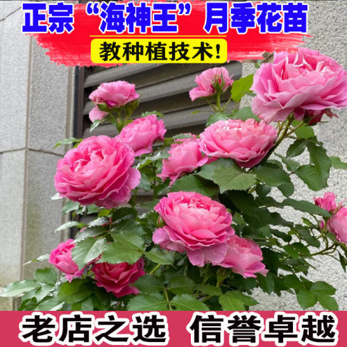 （壮苗）山东基地海神王月季浓香