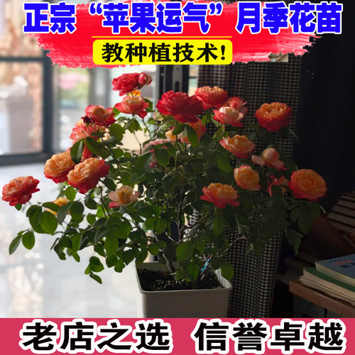 （壮苗）山东基地苹果运气月季花