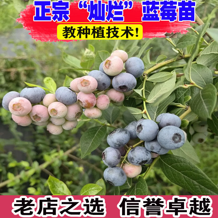 蓝莓树果苗灿烂蓝莓树苗耐寒兔眼蓝莓苗南方北方盆栽地栽带土发货