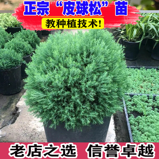 皮球松盆栽阳台室外地栽多年生耐寒耐热四季常绿松柏球花镜绿植物