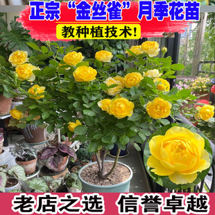 金丝雀月季花大苗浓香阳台露台微月盆栽多季开花大花卉植物玫瑰花