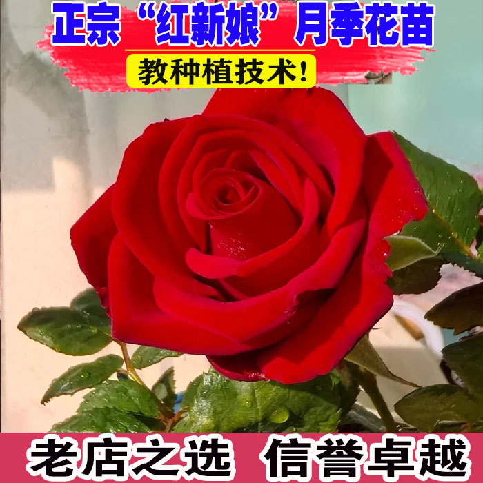 （壮苗）山东基地红新娘切花玫瑰