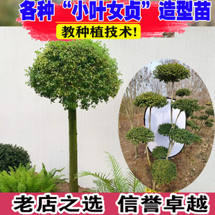小叶女贞棒棒糖造型树球形苗庭院别墅绿化围墙植物观叶四季常青