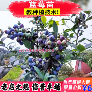 蓝莓树果苗l25奥尼尔水果盆栽地栽南方北方种植阳台庭院当年结果